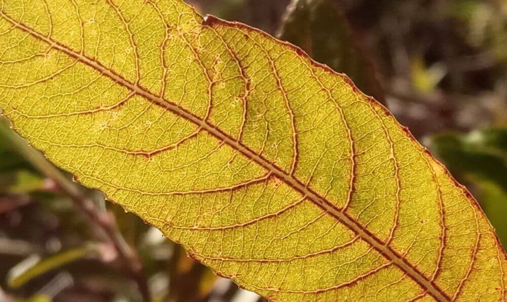 Autumn leaf in the sunshine