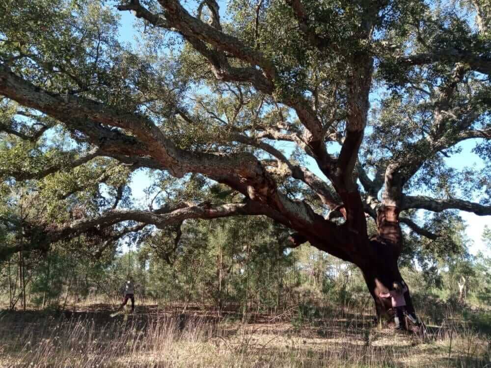 Cork Oak, Santarem, Portugal