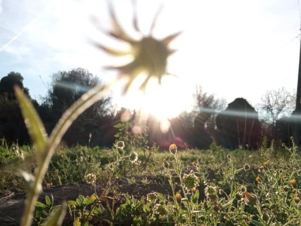 Weeds in the sun