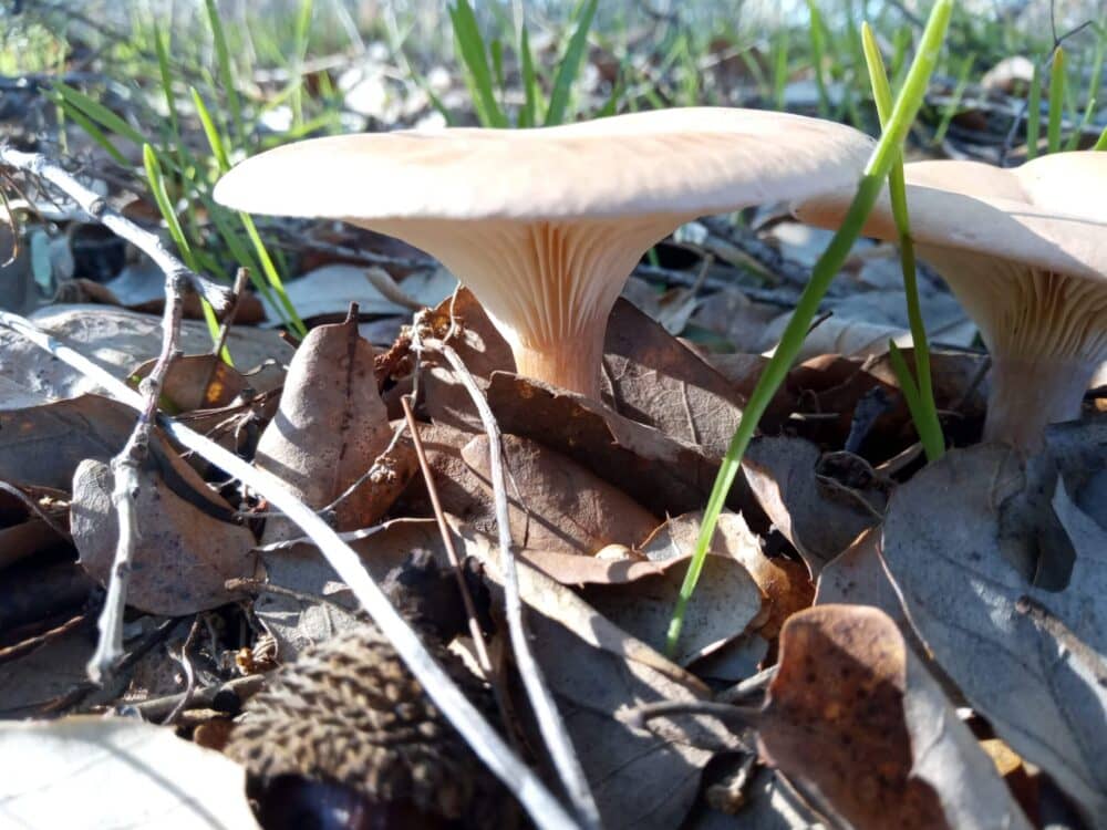 Fungus on the forest floor