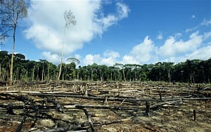 Deforestration in Borneo