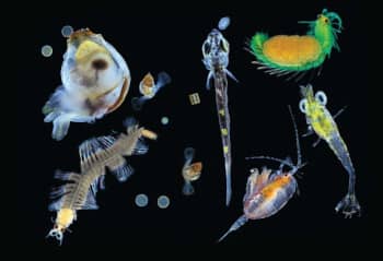 Microorganisms in our oceans